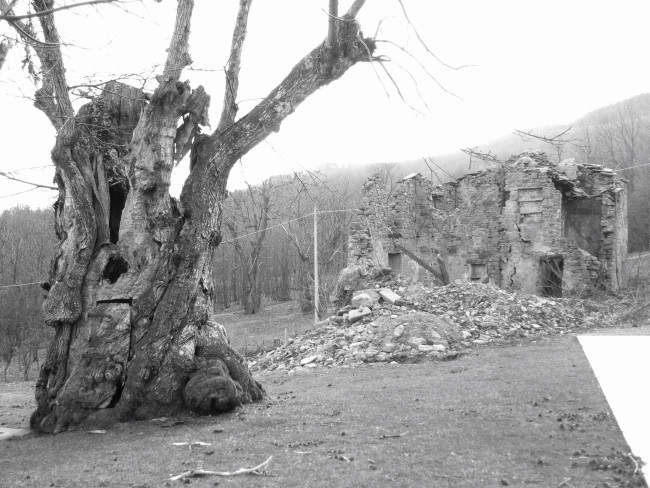 Il castagno del Monte di Badi (Bologna)